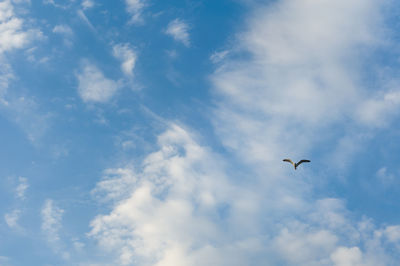 Low angle view of bird flying in sky