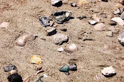 High angle view of shells on sand