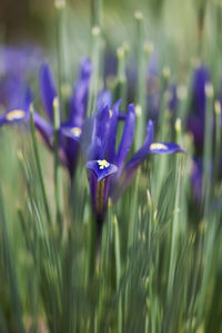 Close-up of purple crocus flowers on field