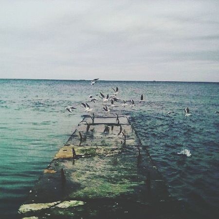 BIRDS AT BEACH AGAINST SKY