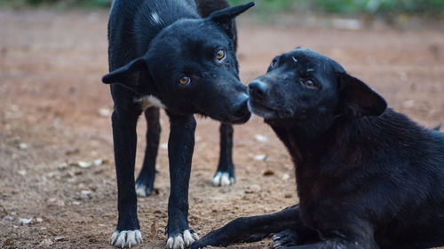 Portrait of black dog on land