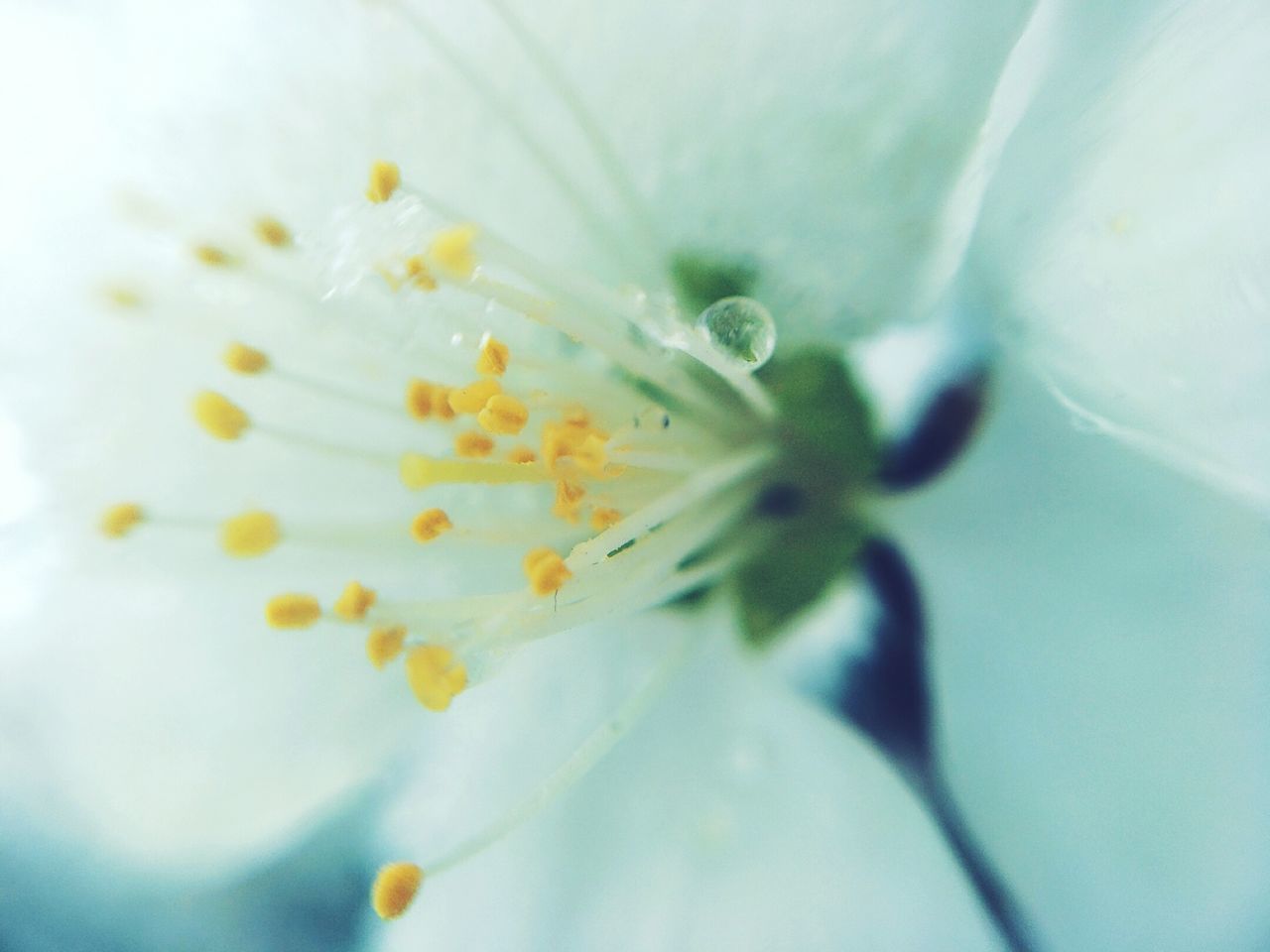 FULL FRAME SHOT OF WHITE FLOWER