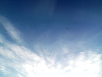 Low angle view of bird flying in sky