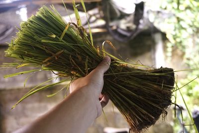 Close-up of hand holding leaf
