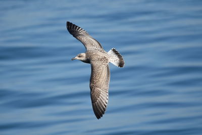 Seagull flying over sea