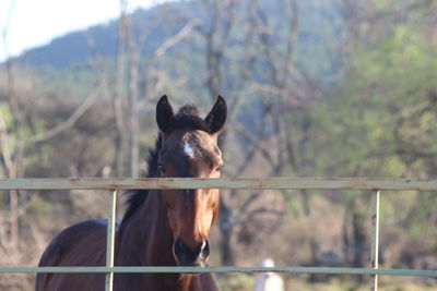 Portrait of horse on field against gate