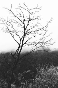 Bare trees on field