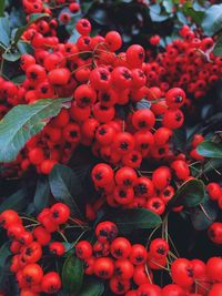 Close-up of red berries growing on plant