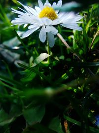 Close-up of white flowers