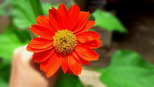 Close-up of red flower