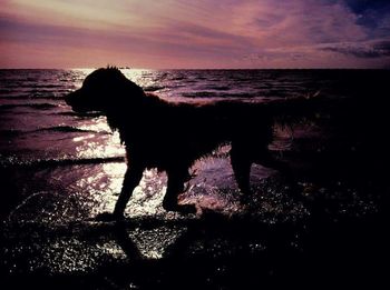 Scenic view of sea at sunset