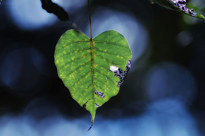 Close-up of green leaves