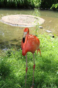 View of a bird drinking water