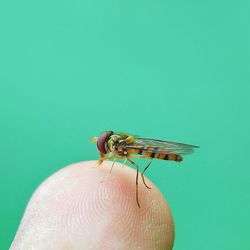 Close-up of insect on hand