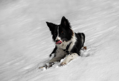 Portrait of dog running on snow covered landscape