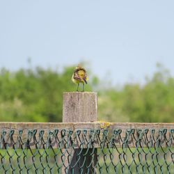 Bird perching on wood against sky