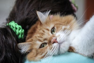 Close-up portrait of a cat 