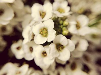 Close-up of white flowers