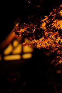 Close-up of maple tree against sky