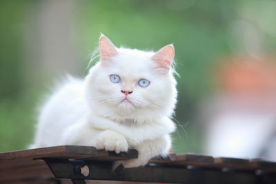 Portrait of white cat on wood