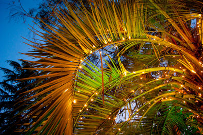 Low angle view of palm trees against sky at night