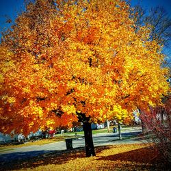 Close-up of autumn tree against sky