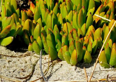 Close-up of plant growing on ground