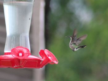 Close-up of bird flying against blurred background