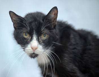 Close-up portrait of a cat