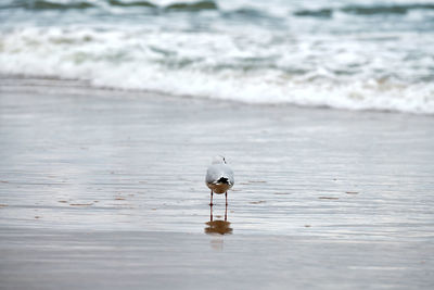 Seagull walking along seashore. black-headed gull, chroicocephalus ridibundus, standing on beach