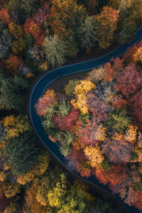 High angle view of autumnal trees in forest