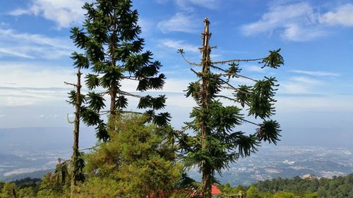 Low angle view of tree against sky