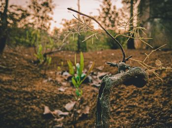 Close-up of plants growing on land