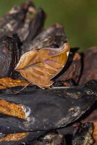 Close-up of dry leaves and a buterfly