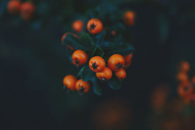 Close-up of orange berries growing on plant