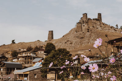 Close-up of flowers on against mountain