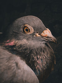 Close-up of a bird