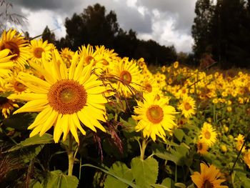 Close-up of yellow flowering plant on field