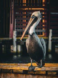 Close-up of pelican