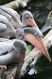 Close-up of swan on lake