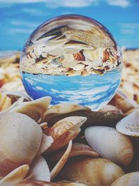 Close-up of shells on beach