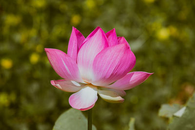 Close-up of pink flower