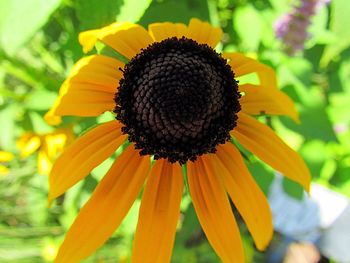 Close-up of sunflower