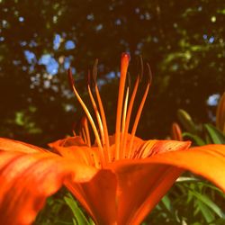 Close-up of orange flowers