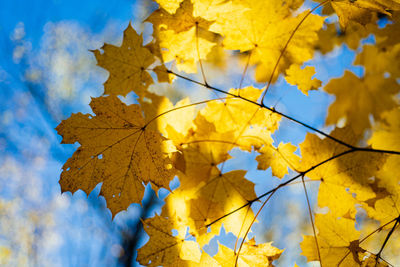 Low angle view of maple leaves against sky