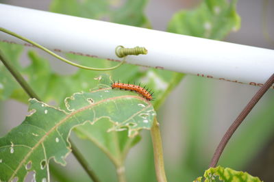 Close-up of insect on plant