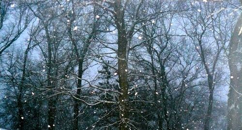 Bare trees in forest