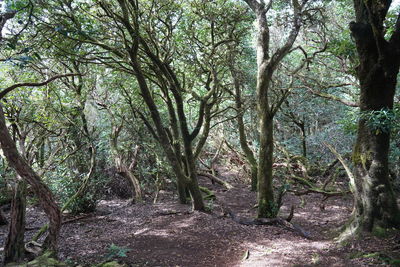 Trees growing in forest