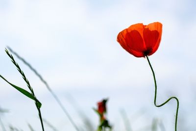 Close-up of red poppy flower