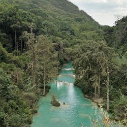 River passing through forest